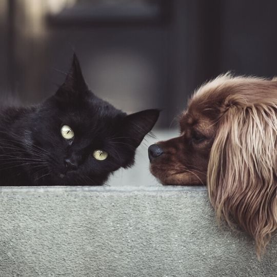 dog and cat - showcasing the difference between hosting and domains